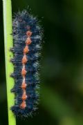 Saturnia (Eudia) pavoniella